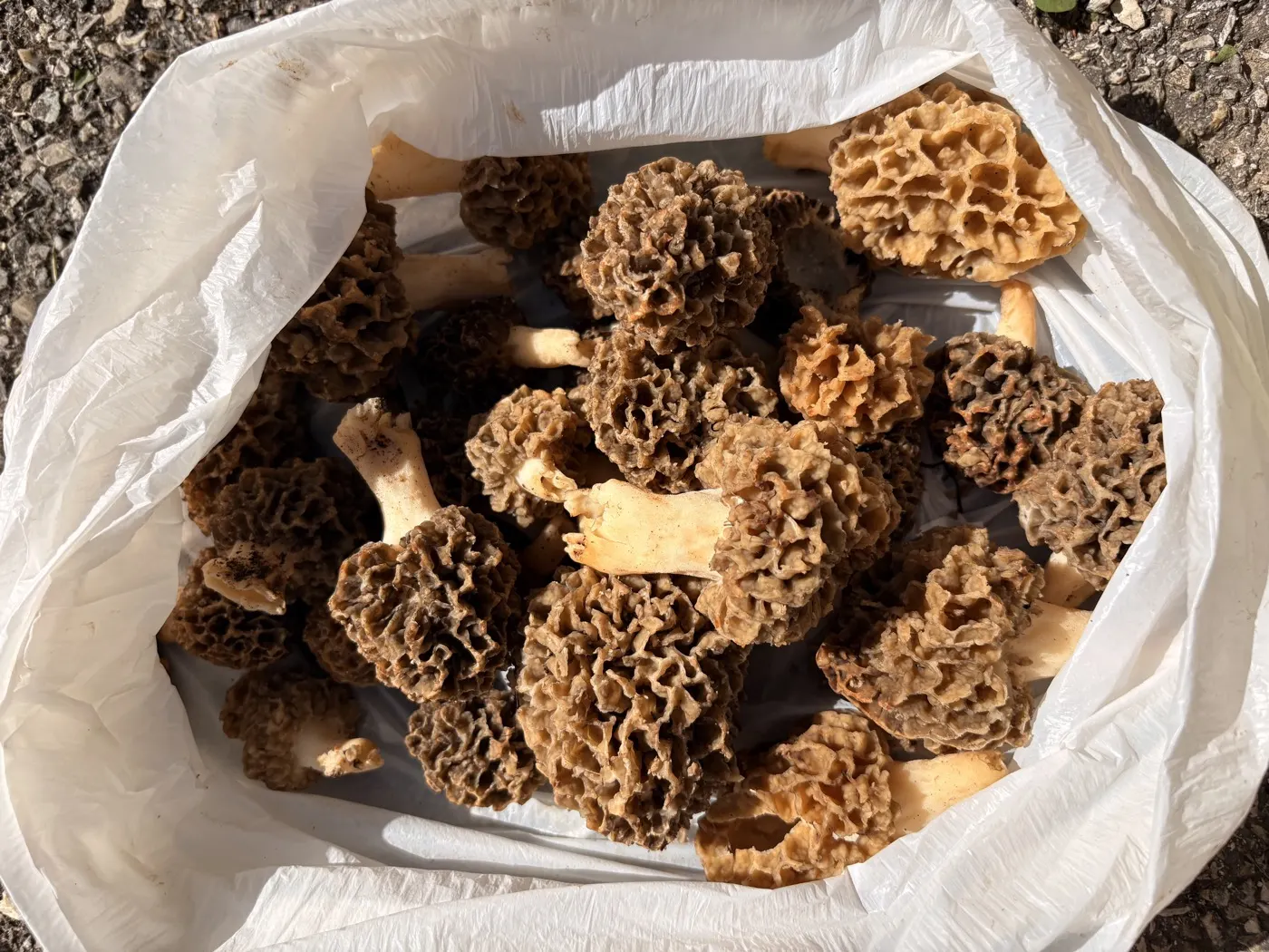 Morilles cueillies pour la table d'hôte